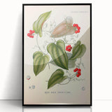 Botanical Art Prints – Vintage Smilax Herb Illustration