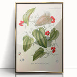 Botanical Art Prints – Vintage Smilax Herb Illustration