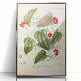 Botanical Art Prints – Vintage Smilax Herb Illustration