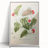 Botanical Art Prints – Vintage Smilax Herb Illustration