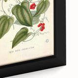 Botanical Art Prints – Vintage Smilax Herb Illustration