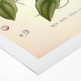 Botanical Art Prints – Vintage Smilax Herb Illustration