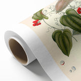 Botanical Art Prints – Vintage Smilax Herb Illustration