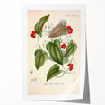 Botanical Art Prints – Vintage Smilax Herb Illustration