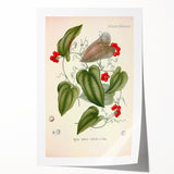 Botanical Art Prints – Vintage Smilax Herb Illustration