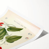 Botanical Art Prints – Vintage Smilax Herb Illustration