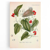 Botanical Art Prints – Vintage Smilax Herb Illustration