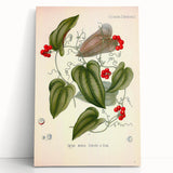 Botanical Art Prints – Vintage Smilax Herb Illustration