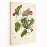 Botanical Art Prints – Vintage Smilax Herb Illustration
