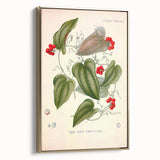 Botanical Art Prints – Vintage Smilax Herb Illustration