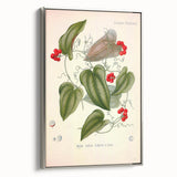 Botanical Art Prints – Vintage Smilax Herb Illustration