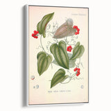 Botanical Art Prints – Vintage Smilax Herb Illustration