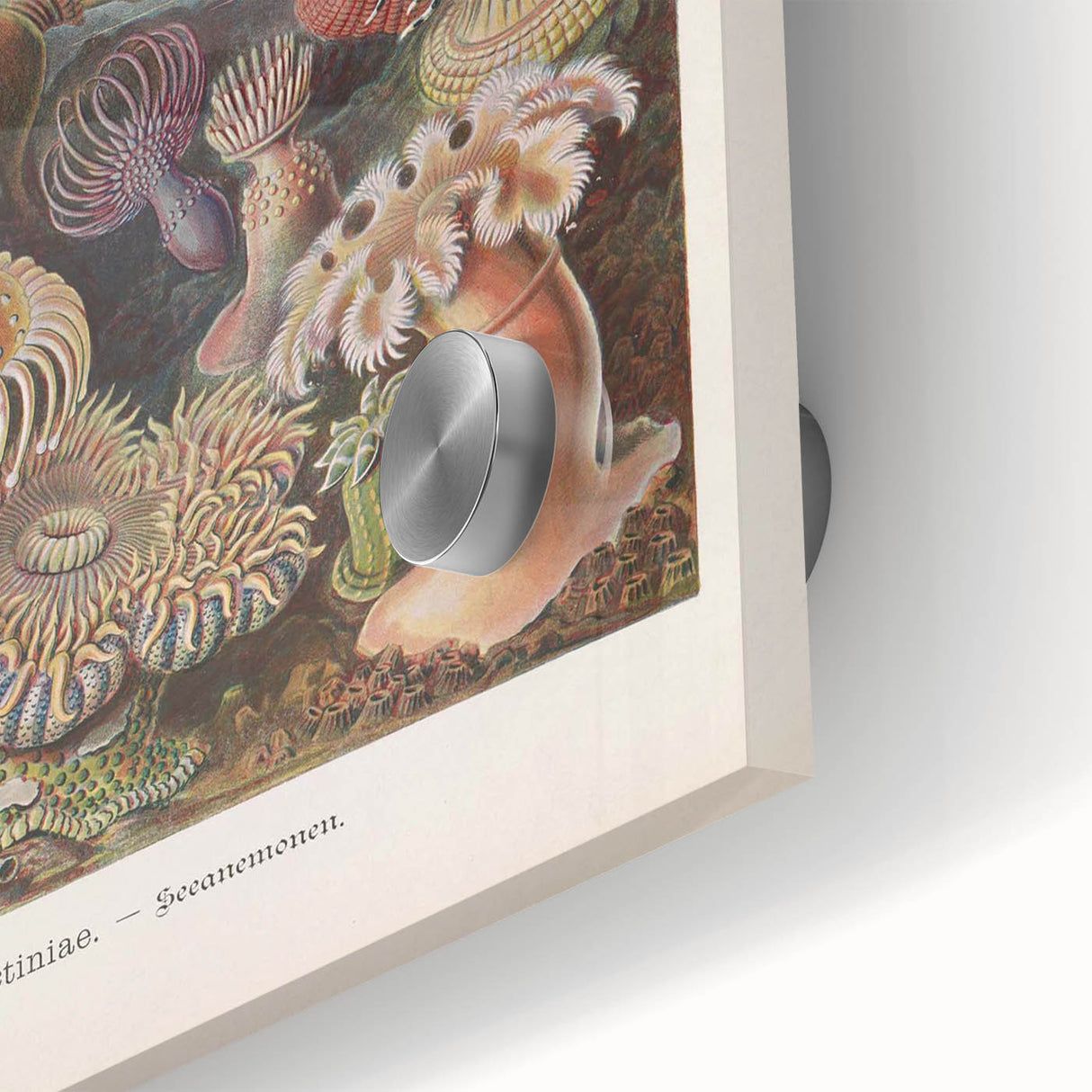 Sea Anemones Art Print – Vintage Haeckel Actinia Illustration