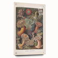 Sea Anemones Art Print – Vintage Haeckel Actinia Illustration