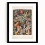 Sea Anemones Art Print – Vintage Haeckel Actinia Illustration