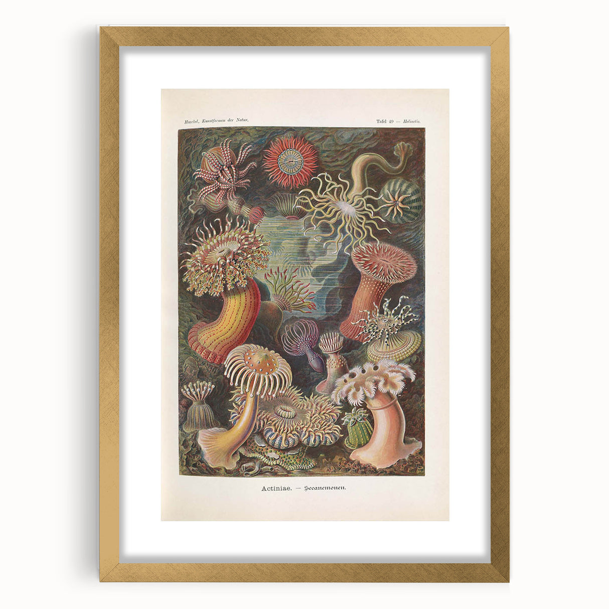 Sea Anemones Art Print – Vintage Haeckel Actinia Illustration