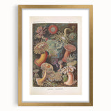 Sea Anemones Art Print – Vintage Haeckel Actinia Illustration