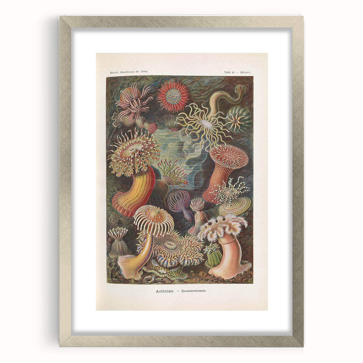 Sea Anemones Art Print – Vintage Haeckel Actinia Illustration