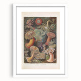 Sea Anemones Art Print – Vintage Haeckel Actinia Illustration