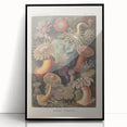 Sea Anemones Art Print – Vintage Haeckel Actinia Illustration