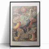 Sea Anemones Art Print – Vintage Haeckel Actinia Illustration