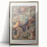 Sea Anemones Art Print – Vintage Haeckel Actinia Illustration