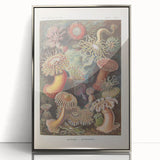 Sea Anemones Art Print – Vintage Haeckel Actinia Illustration