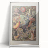 Sea Anemones Art Print – Vintage Haeckel Actinia Illustration