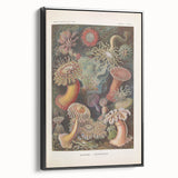 Sea Anemones Art Print – Vintage Haeckel Actinia Illustration
