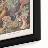 Sea Anemones Art Print – Vintage Haeckel Actinia Illustration