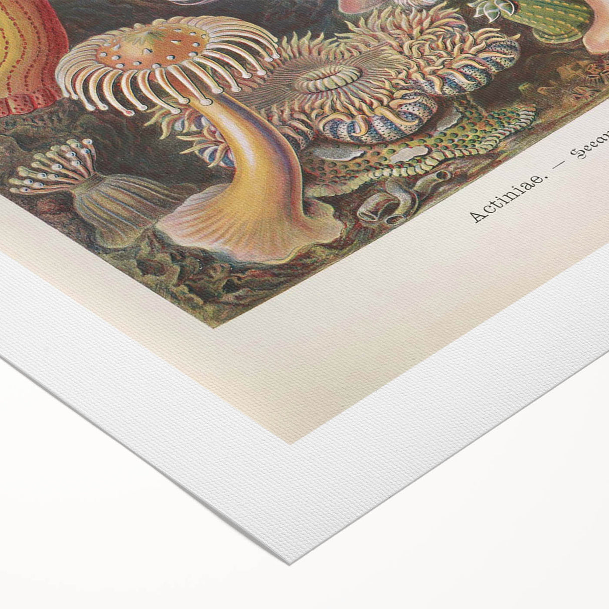 Sea Anemones Art Print – Vintage Haeckel Actinia Illustration