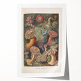 Sea Anemones Art Print – Vintage Haeckel Actinia Illustration