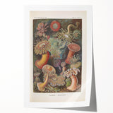 Sea Anemones Art Print – Vintage Haeckel Actinia Illustration