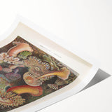 Sea Anemones Art Print – Vintage Haeckel Actinia Illustration