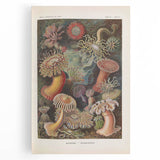 Sea Anemones Art Print – Vintage Haeckel Actinia Illustration