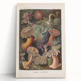 Sea Anemones Art Print – Vintage Haeckel Actinia Illustration