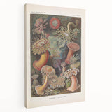 Sea Anemones Art Print – Vintage Haeckel Actinia Illustration