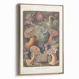 Sea Anemones Art Print – Vintage Haeckel Actinia Illustration