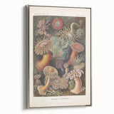 Sea Anemones Art Print – Vintage Haeckel Actinia Illustration