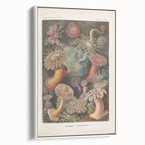 Sea Anemones Art Print – Vintage Haeckel Actinia Illustration