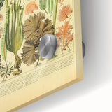 Algae Art Print – Vintage Botanical Algae Illustration