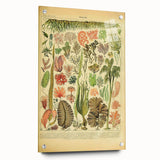 Algae Art Print – Vintage Botanical Algae Illustration