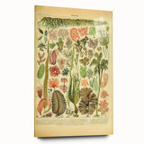 Algae Art Print – Vintage Botanical Algae Illustration