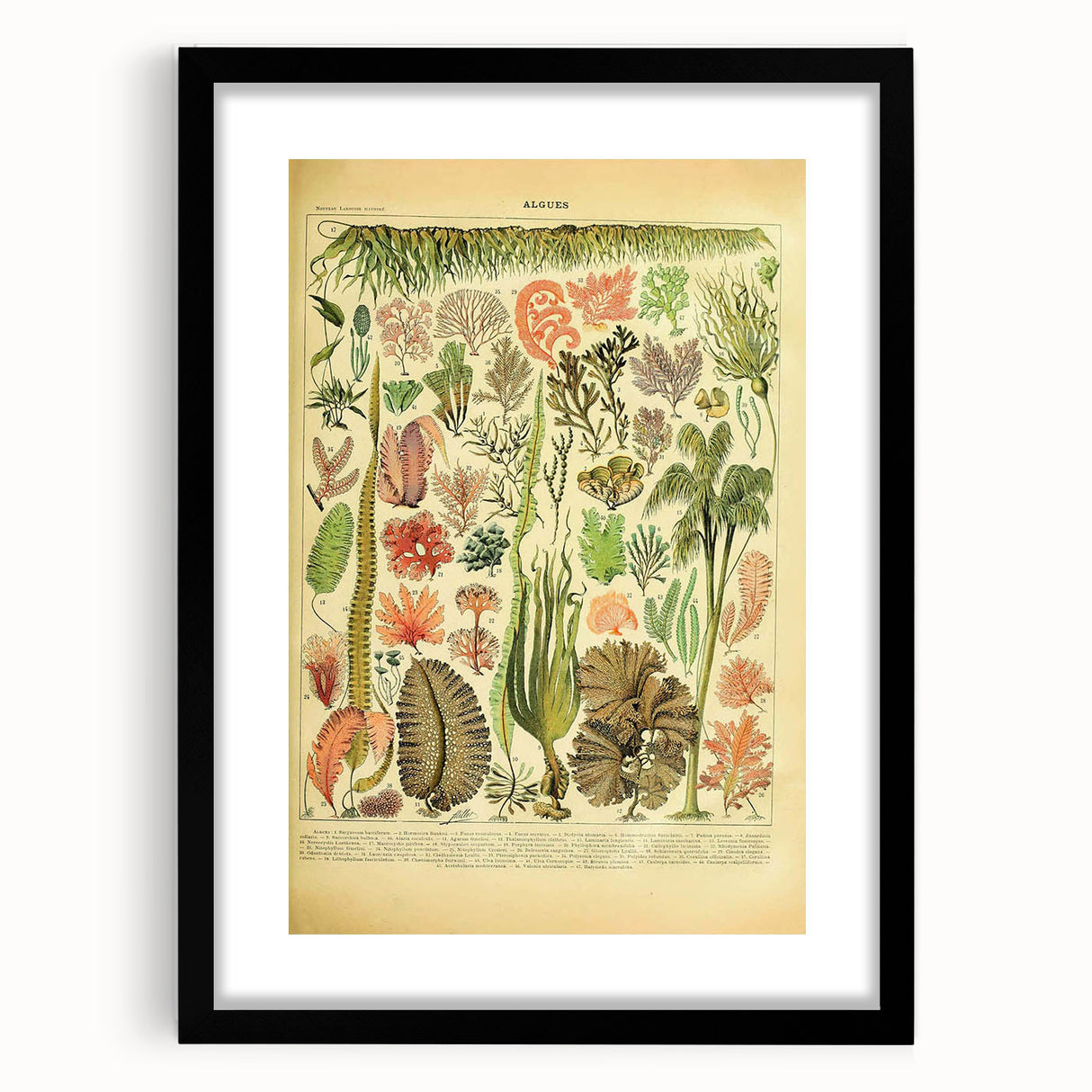 Algae Art Print – Vintage Botanical Algae Illustration