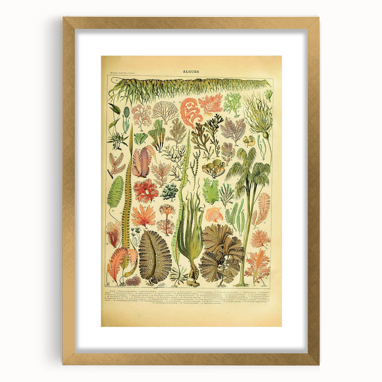 Algae Art Print – Vintage Botanical Algae Illustration