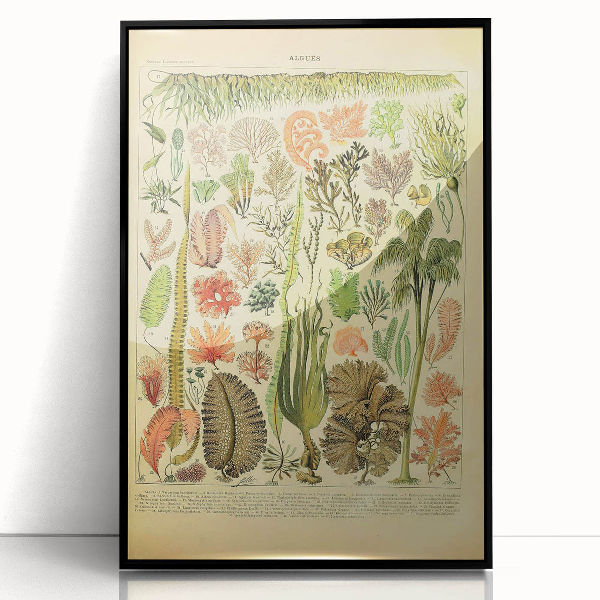 Algae Art Print – Vintage Botanical Algae Illustration