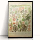 Algae Art Print – Vintage Botanical Algae Illustration