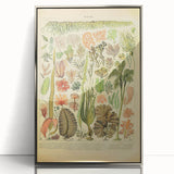 Algae Art Print – Vintage Botanical Algae Illustration