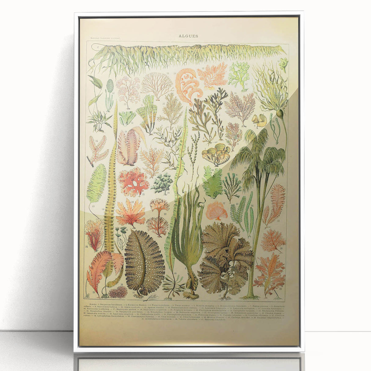 Algae Art Print – Vintage Botanical Algae Illustration