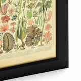 Algae Art Print – Vintage Botanical Algae Illustration